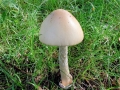 Amanita_crocea.jpg