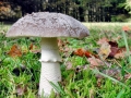 Amanita_excelsa.jpg