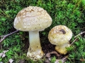 Amanita_franchetii.jpg