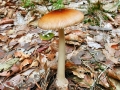 Amanita_fulva.jpg