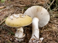 Amanita_gemmata.jpg