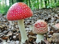 Amanita_muscaria.jpg