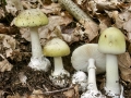 Amanita_phalloides.jpg