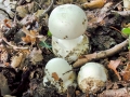 Amanita phalloides var. alba