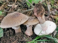 Amanita_rubescens.jpg