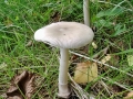 Amanita_vaginata.jpg