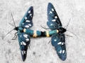 Amata_phegea.jpg