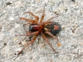 Amaurobius_fenestralis.jpg