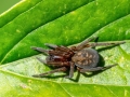 Amaurobius_ferox_Weibchen.jpg