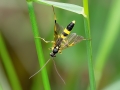 Amblyteles_armatorius_Maennchen.jpg