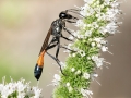 Ammophila_sabulosa.jpg