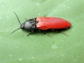 Ampedus sanguineus
