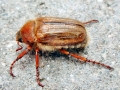 Amphimallon_solstitiale.jpg