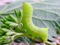 Amphipyra_pyramidea_Raupe.jpg