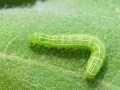 Amphipyra_tragopoginis_Raupe.jpg