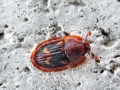 Amphotis_marginata.jpg