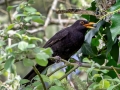 Amsel_Maennchen.jpg