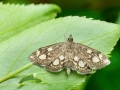 Anania_coronata.jpg