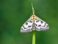Anania hortulata