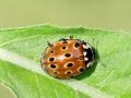 Anatis_ocellata.jpg