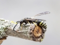 Ancistrocerus_antilope.jpg