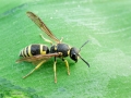 Ancistrocerus_nigricornis.jpg