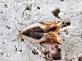 Ancylis badiana