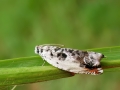 Ancylis_laetana.jpg
