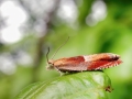 Ancylis mitterbacheriana