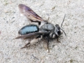 Andrena_agilissima.jpg