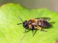 Andrena_bicolor_Weibchen.jpg