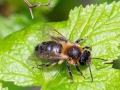 Andrena_carantonica.jpg
