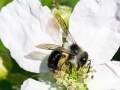 Andrena_cineraria_Weibchen.jpg