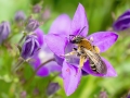 Andrena_curvungula_Weibchen.jpg