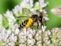 Andrena denticulata