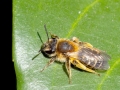 Andrena_dorsata_Weibchen.jpg
