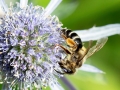 Andrena flavipes