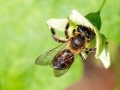 Andrena_florea_Weibchen.jpg