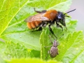 Andrena fulva