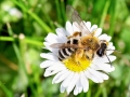 Andrena_gravida_Weibchen.jpg