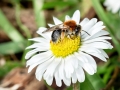 Andrena haemorrhoa