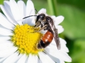 Andrena_labiata_Maennchen.jpg