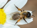 Andrena_nigroaenea_Weibchen.jpg