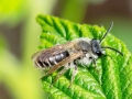 Andrena_ovatula_agg_Maennchen.jpg