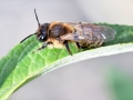 Andrena_praecox_Weibchen.jpg