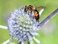 Andrena_rosae_Weibchen.jpg
