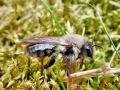 Andrena vaga