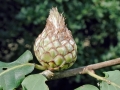 Andricus foecundatrix
