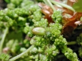 Andricus_quadrilineatus.jpg
