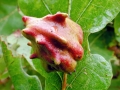Andricus_quercuscalicis_parth.jpg